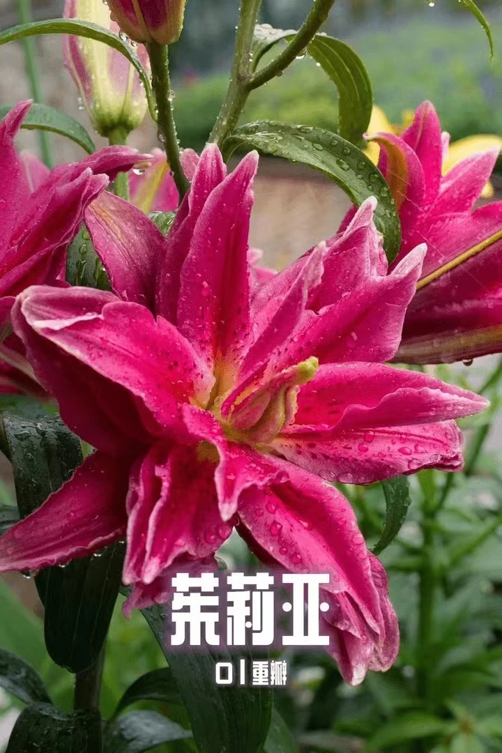 四季可种1颗【茱莉亚】13/15庭院阳台重瓣香水百合种球