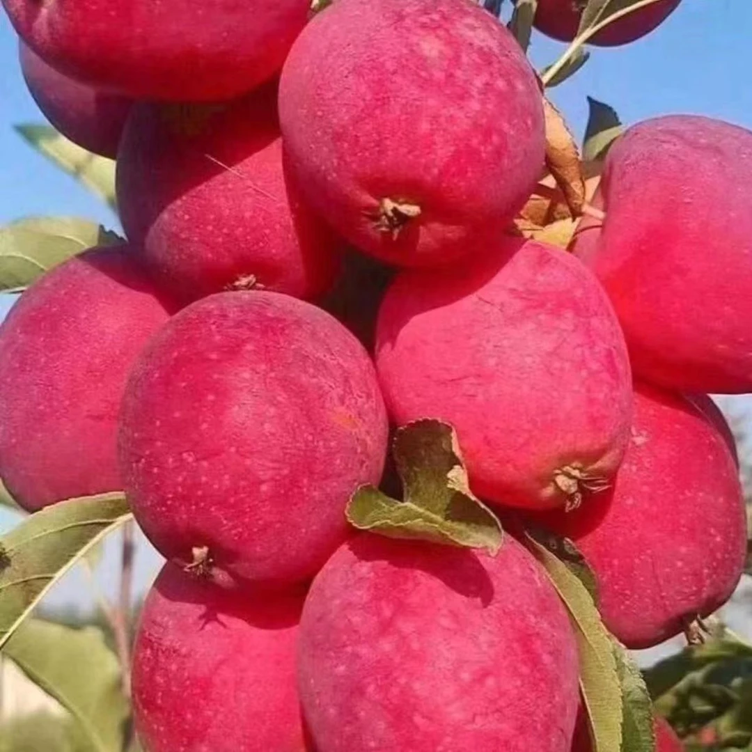 东北鸡心果香妃海棠锦绣海棠果苹果沙果香甜水果东北特产稀缺水果
