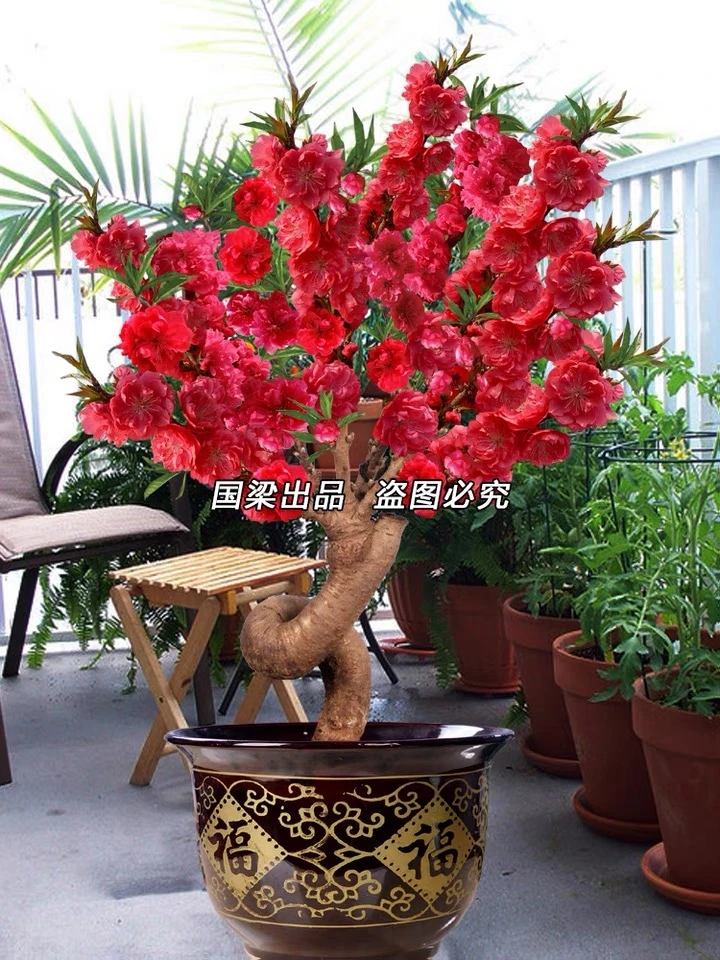 欢-寿星桃盆栽室内老桩重瓣桃花树苗阳台庭院耐寒花卉盆景绿植物