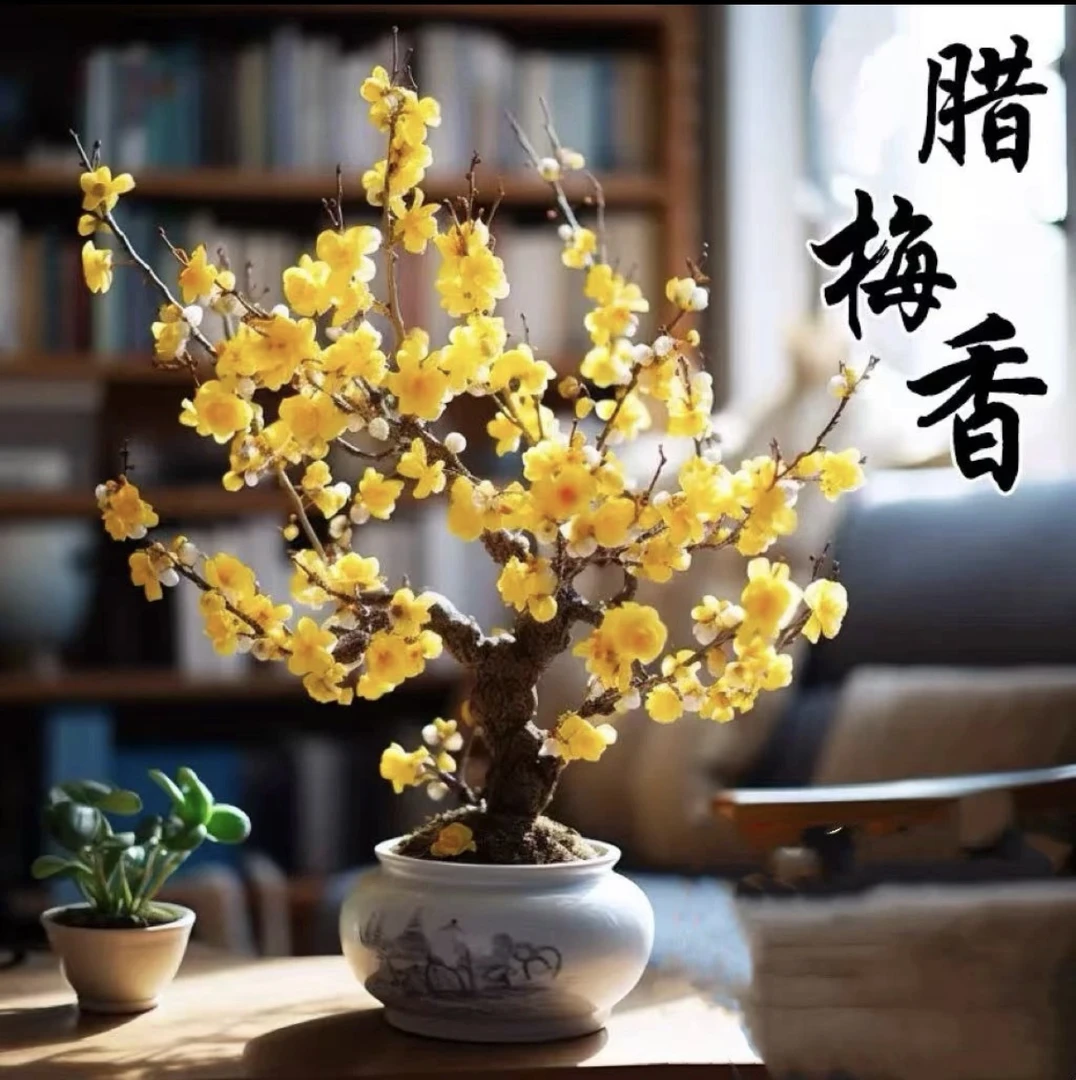 涵-腊梅梅花盆栽地栽老桩浓香型耐寒植物冬天开花庭院花卉
