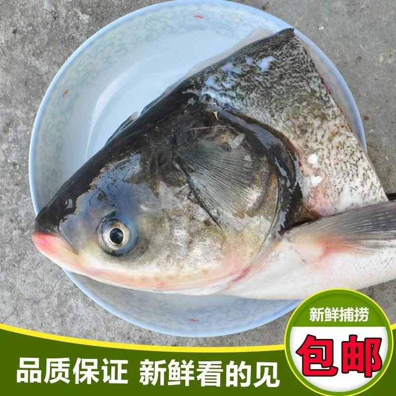 活鱼鲜冻【查干把头】东北花鲢鱼头鲜嫩营养包邮7-8斤