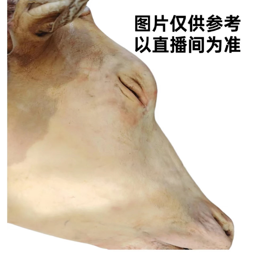 生半牛头   东北黄牛