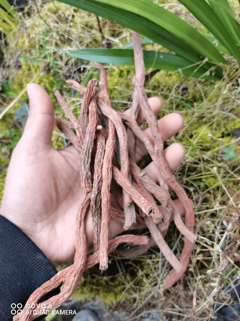 （小林山里味）丹糁，天然健康原生态，滋补佳品