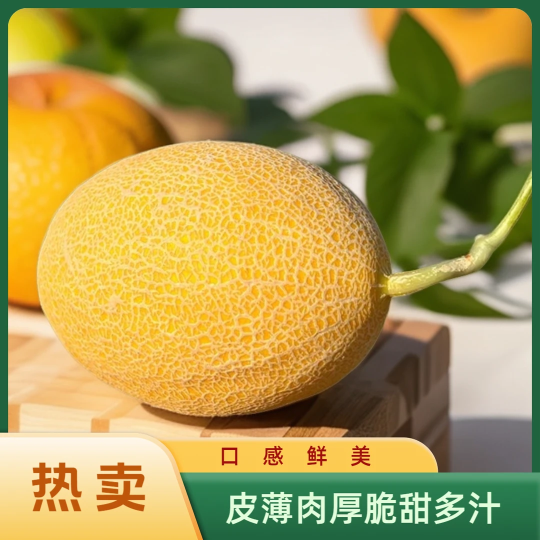 新疆精选金色哈密瓜皮薄肉厚脆甜多汁现摘爽口金色年华甜瓜