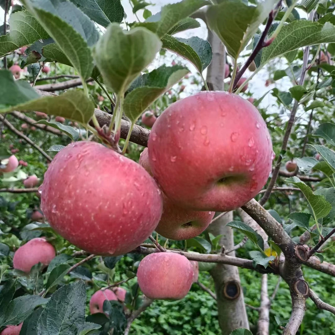 大凉山盐源华硕苹果盐源早苹果自家果园现摘现发包邮