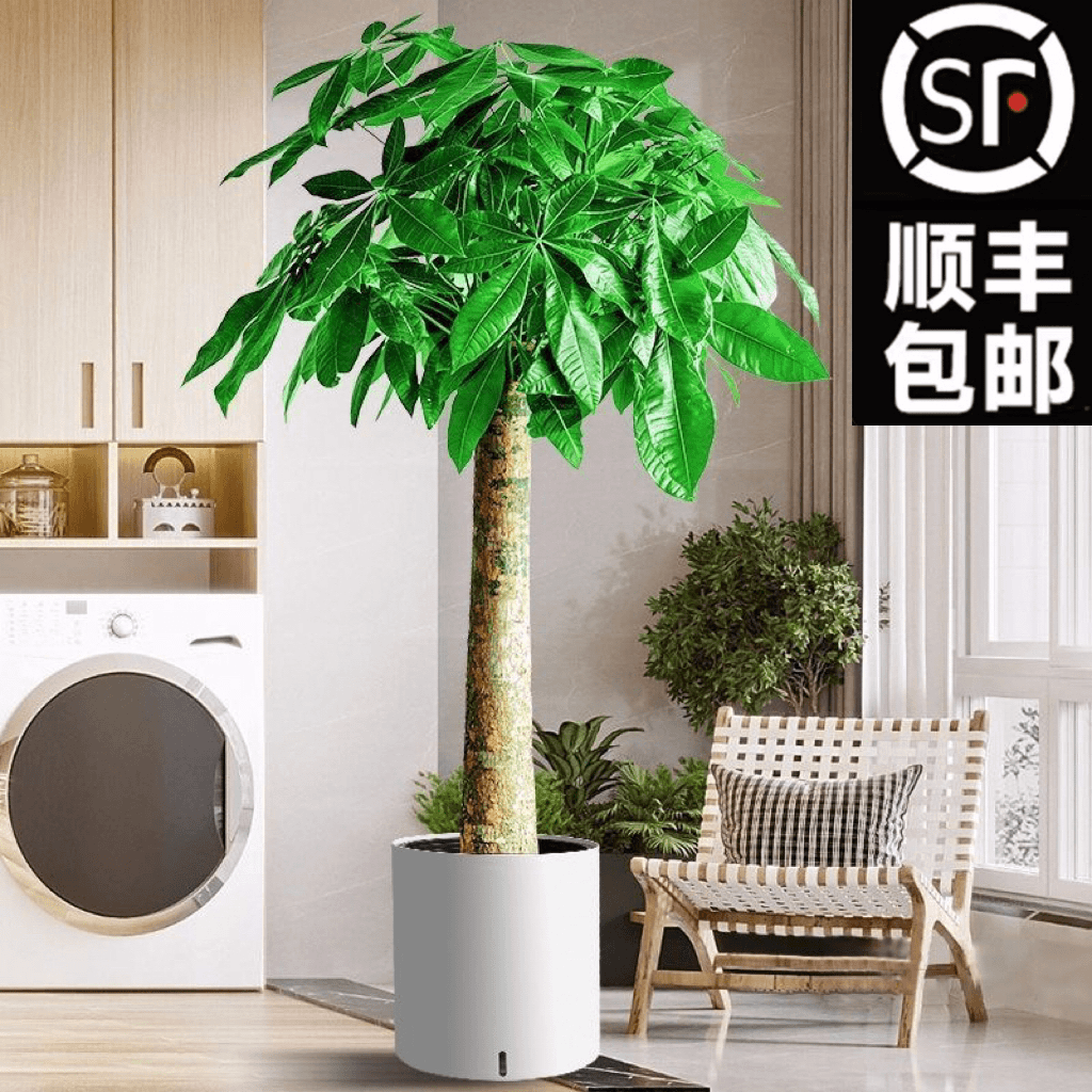 【顺丰包邮】1.5-1.6米单杆发财树乔迁开业大型盆栽净化空气绿植