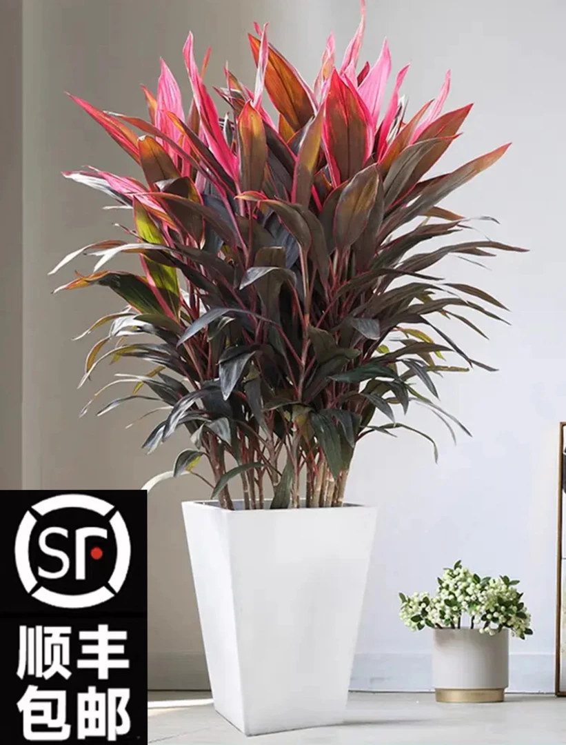 【顺丰包邮】红叶朱蕉五彩铁大型盆栽净化空气好养耐活观叶绿植