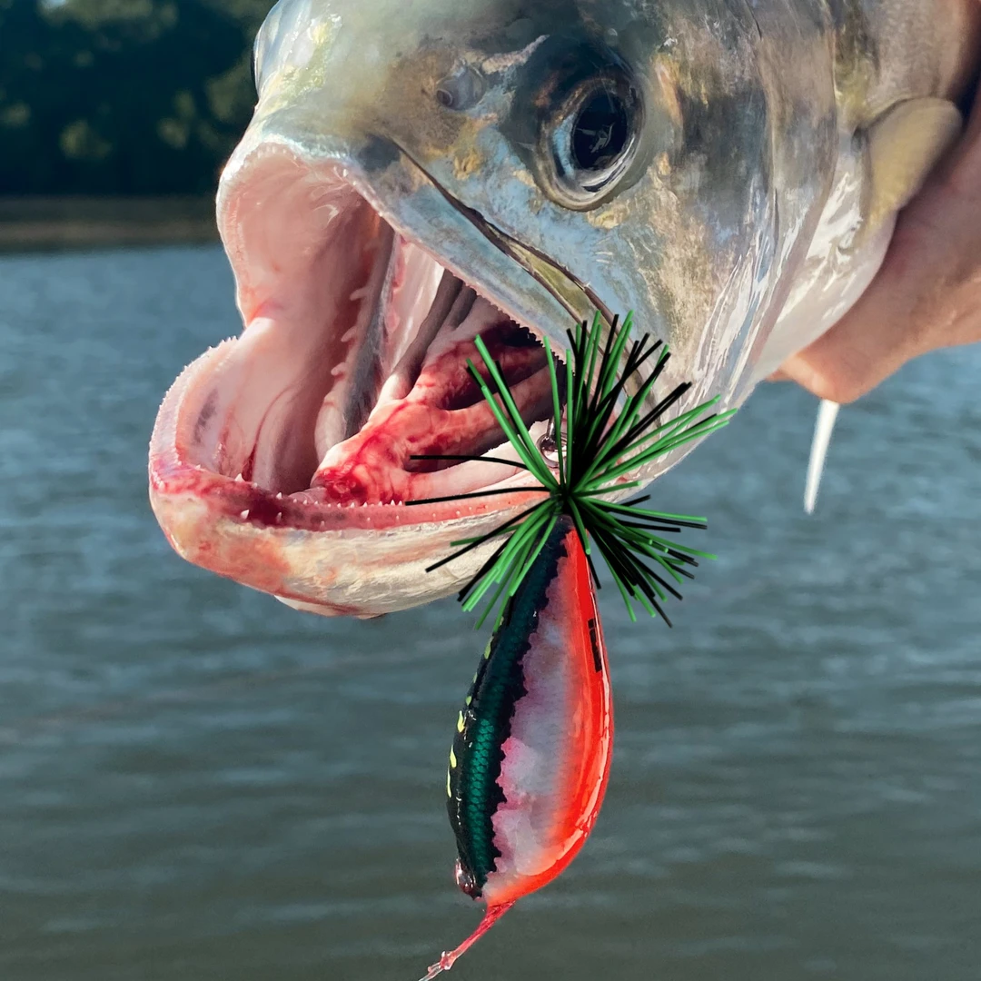 RAPALA/乐伯乐BXSF暴躁蛙水面蛙硬饵鲈鱼翘嘴黑鱼远投路亚饵