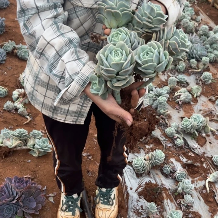 凄凄切切凄凄切切