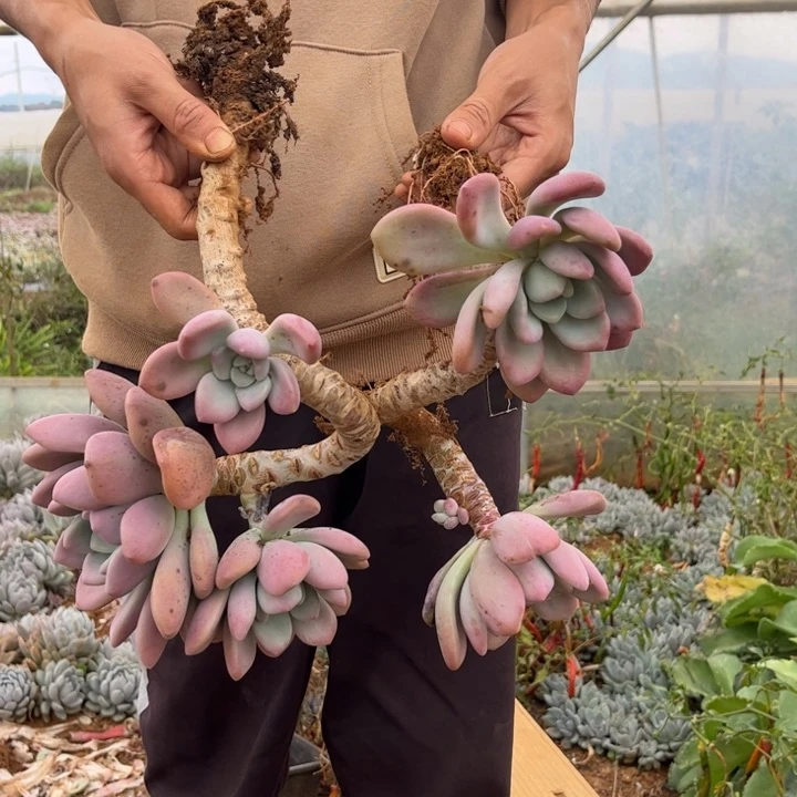 啊啊啊啊啊啊啊啊啊啊