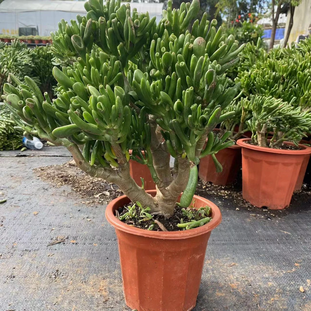 5年老桩吸财树  云南昆明发货     南北适宜  好种好养  多肉绿植