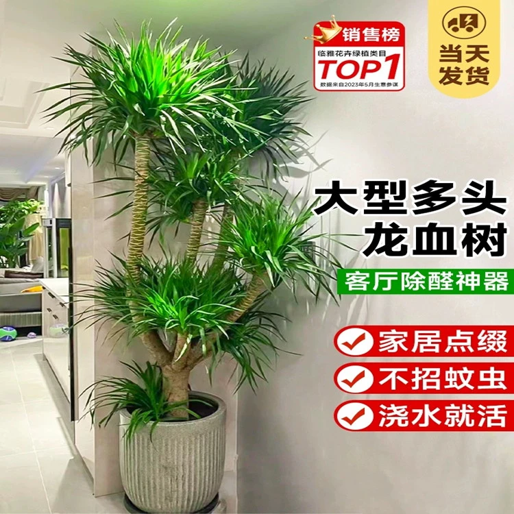 龙血树盆栽多层大型绿植老桩办公室吸收甲醛净化空气网红绿植直发
