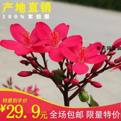 四季开花盆栽 琴叶珊瑚琴叶樱南洋樱日日樱花期全年带花发货