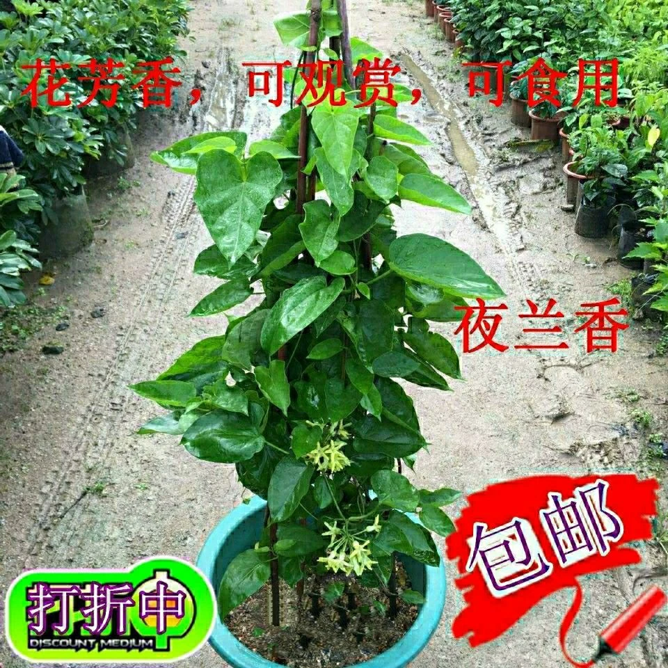 食用夜香花 夜兰香苗 藤本夜来香花菜千里香 夜兰花 驱蚊植物盆栽