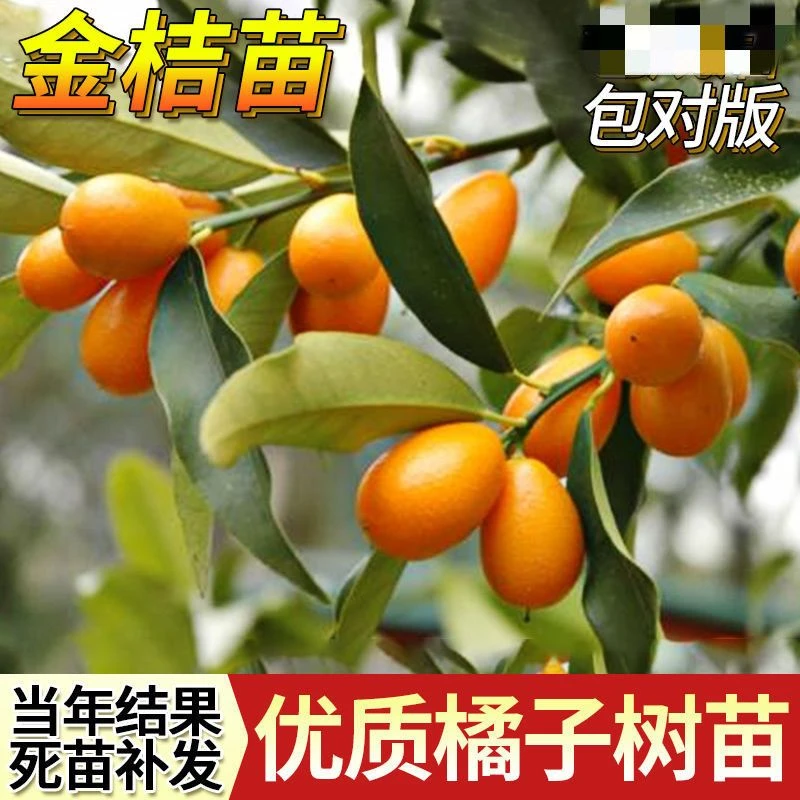 金桔苗水果树苗盆栽户外阳台特大四季带果可食用无籽脆皮金橘树苗