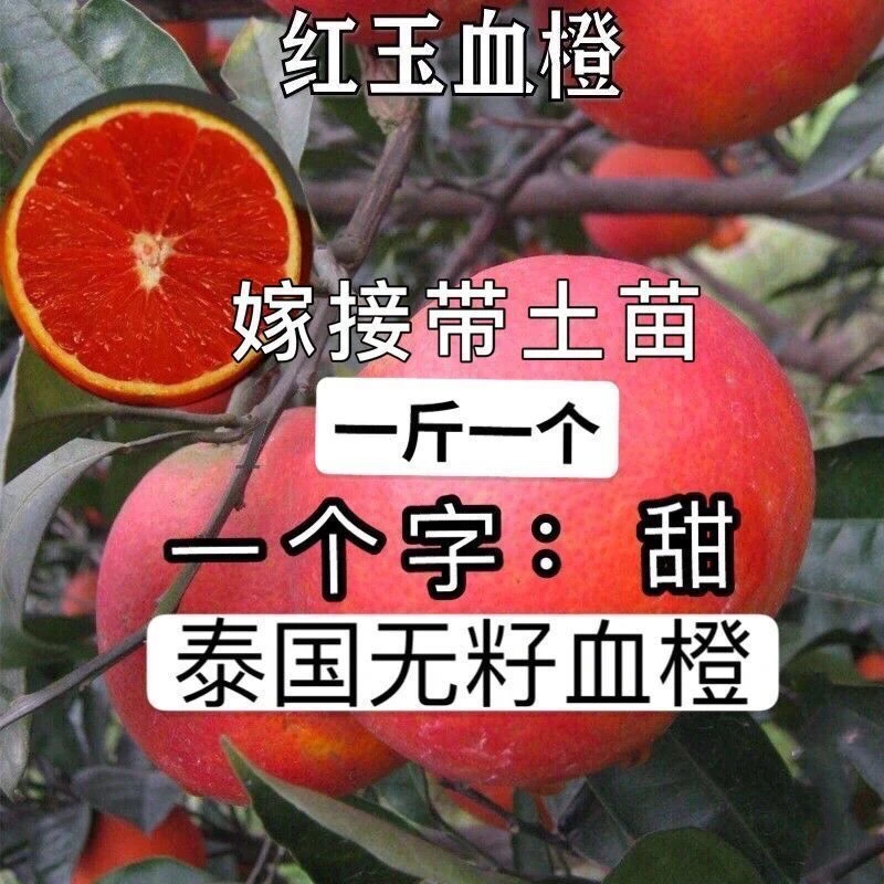 新品种无籽血橙正宗赣南脐橙苗橙子甜橙耐寒盆栽地栽当年结果