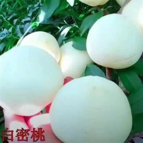 新品种白蜜桃树苗南北方种植白桃树苗抗寒抗旱盆栽地栽苗当年结果