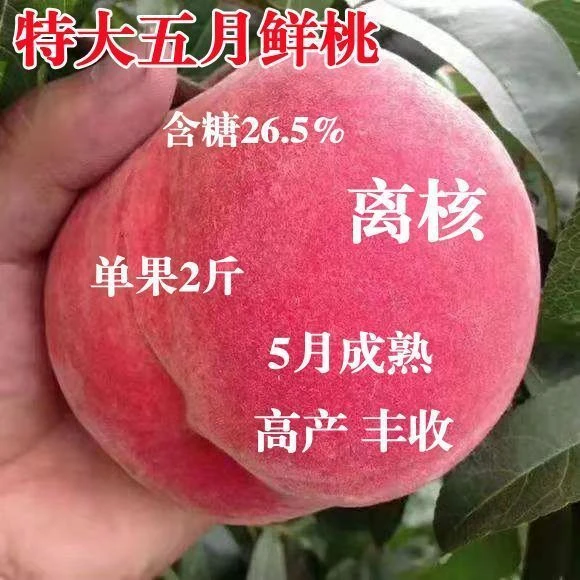【48小时发货】特大五月桃树苗嫁接早熟桃树苗新品种甜南方北方种植