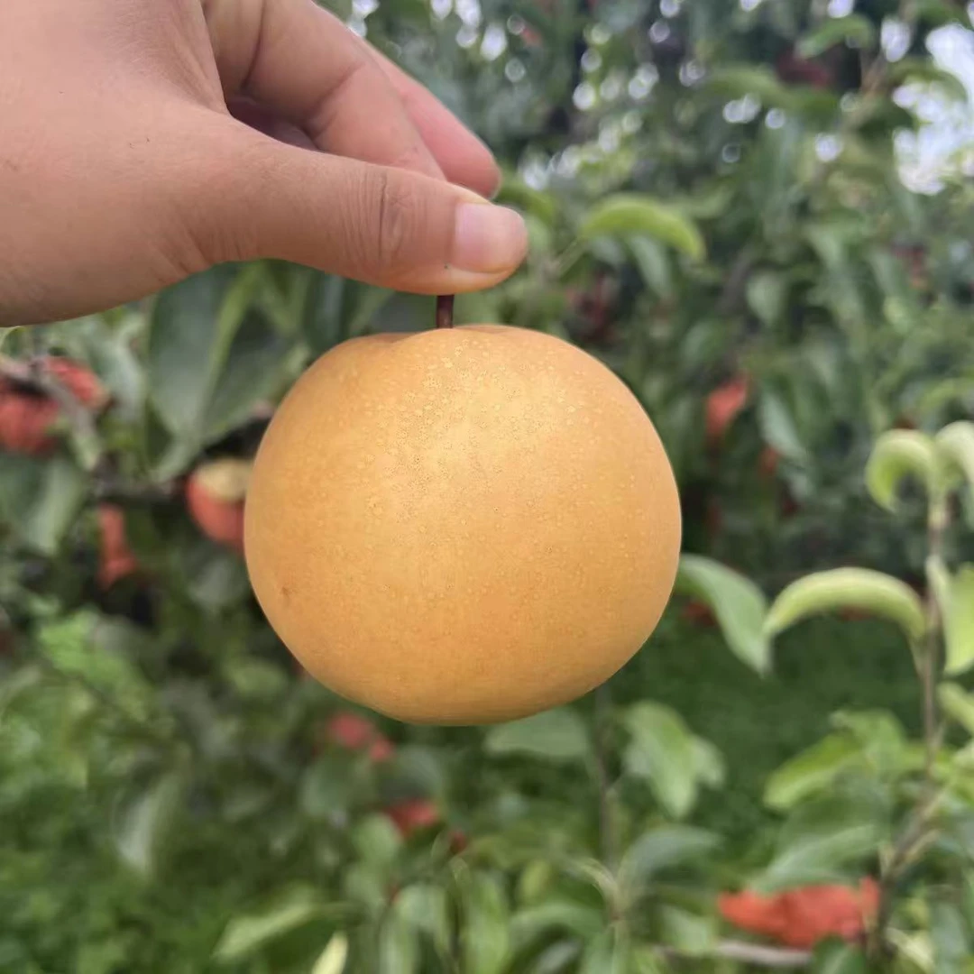 正宗圆黄梨当天采摘发货重9.5-10斤