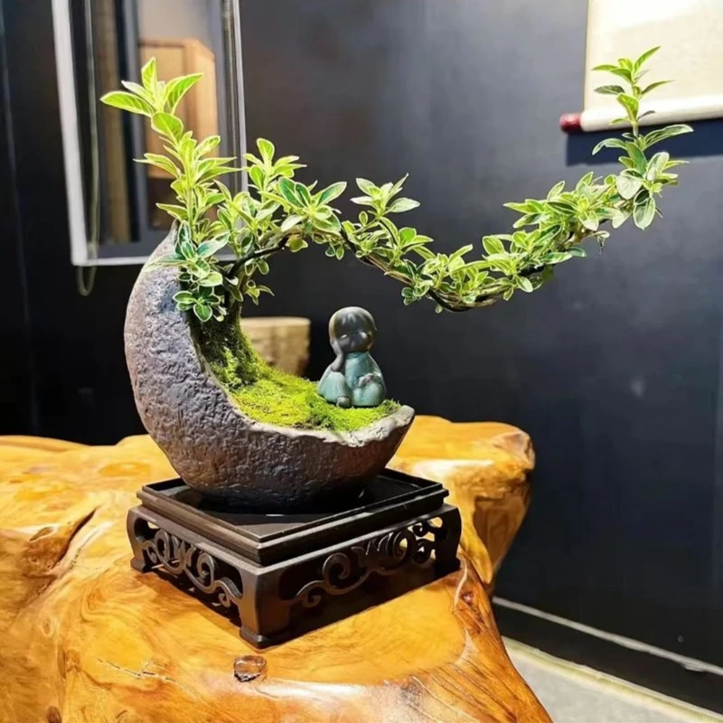 【加团送底座】金边六月雪【优选】植物室内桌面内净化空气好养易活