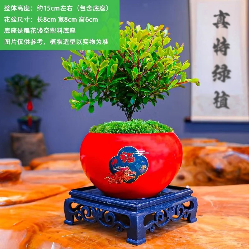 【加团送底座】小叶赤楠【优选】带盆室内盆栽盆景15公分花卉绿植退换