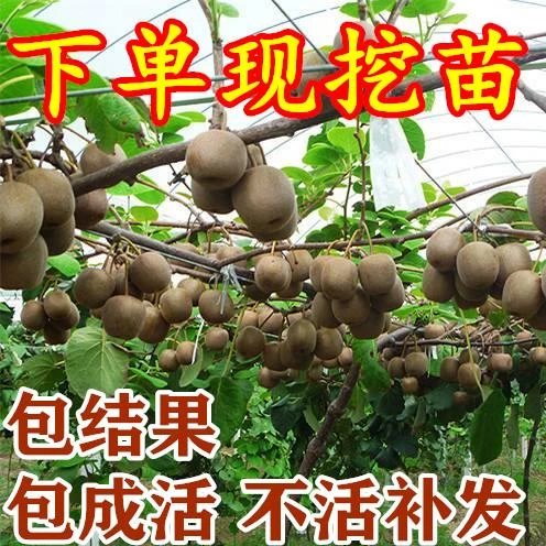 猕猴桃树果苗南北方种植奇异果苗红心黄心软枣猕猴桃树苗当年结果