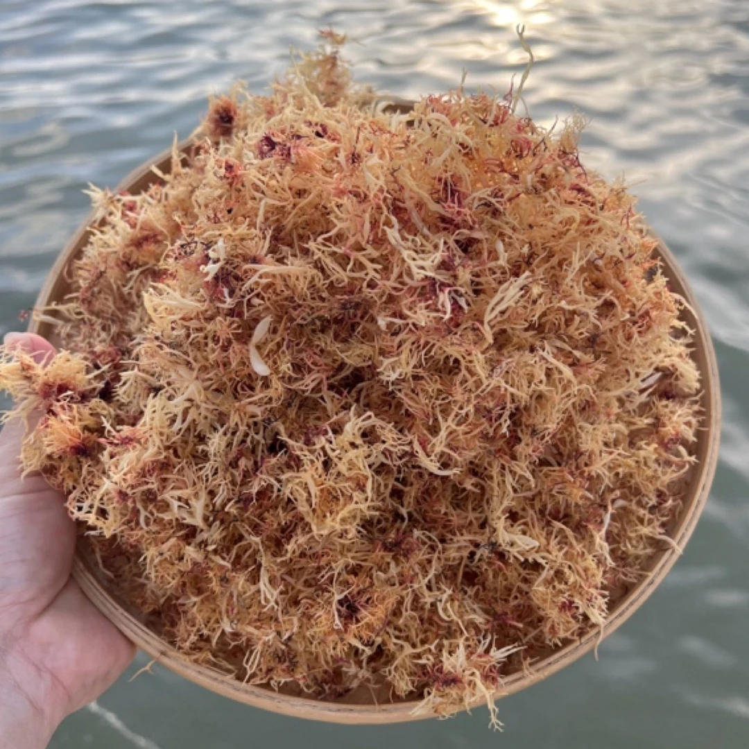 汕尾本港野生赤菜 淡干日晒赤菜夏季消暑食品赤菜潮汕特产 50g/罐
