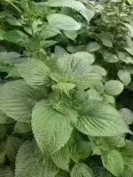 长白山⛰️松树自己种的苏子散装