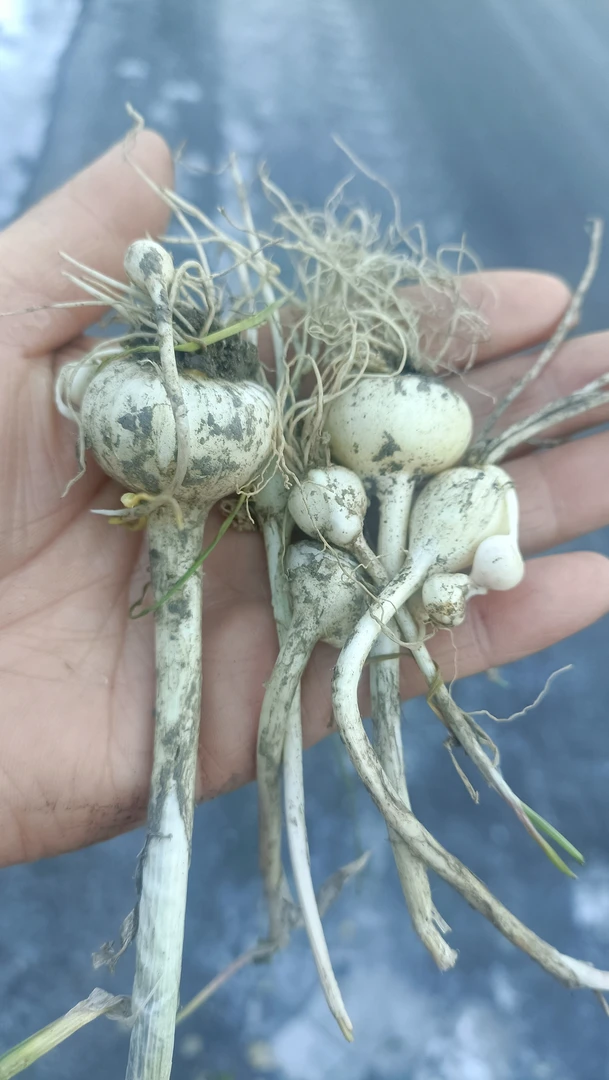 吉林省白山市长白山的野生大脑还叫小根蒜