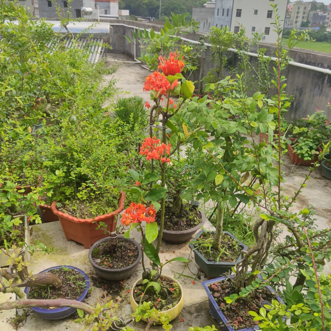 各种盆景树种，实物以直播间展示为准