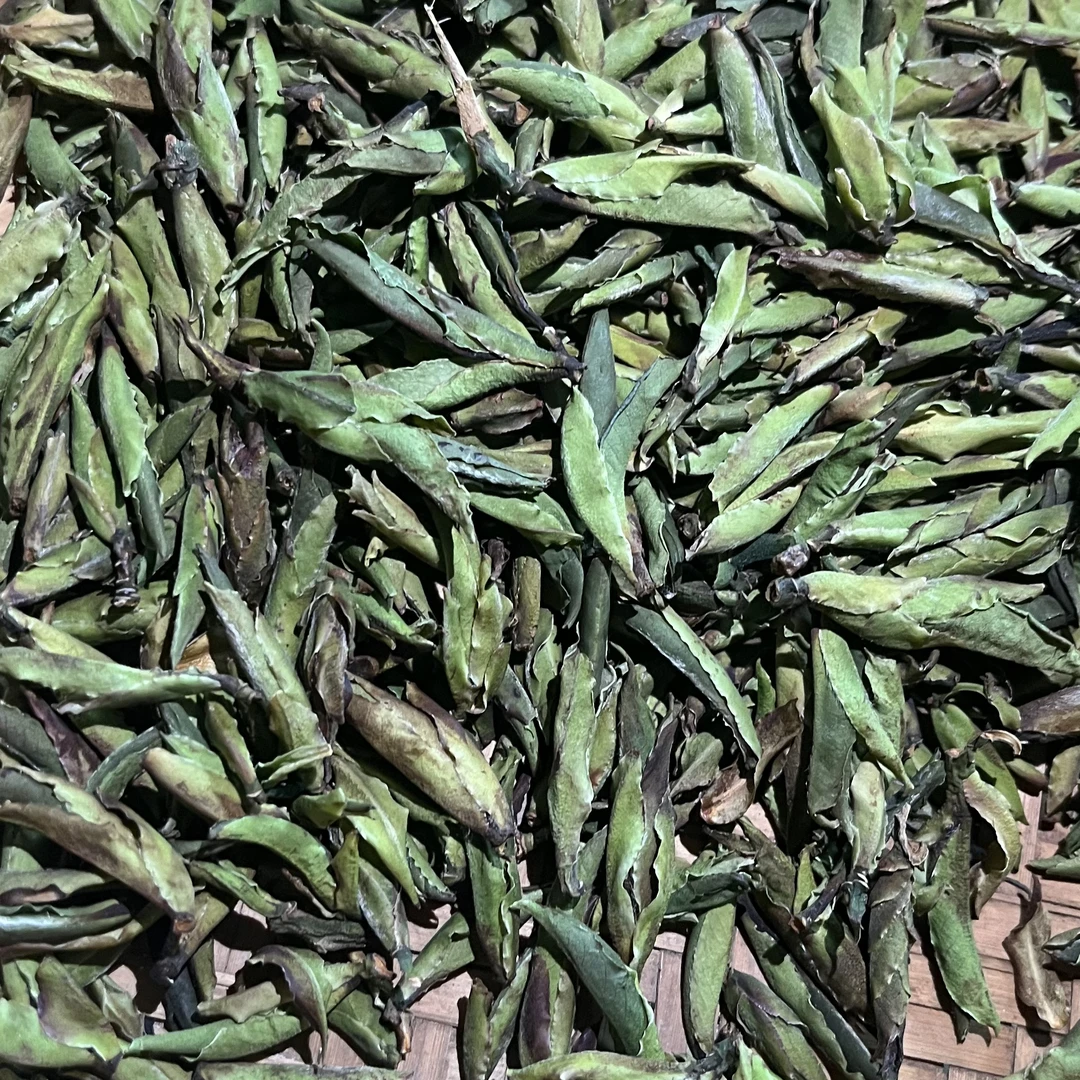 源头产地  大雪山高杆芽孢散茶