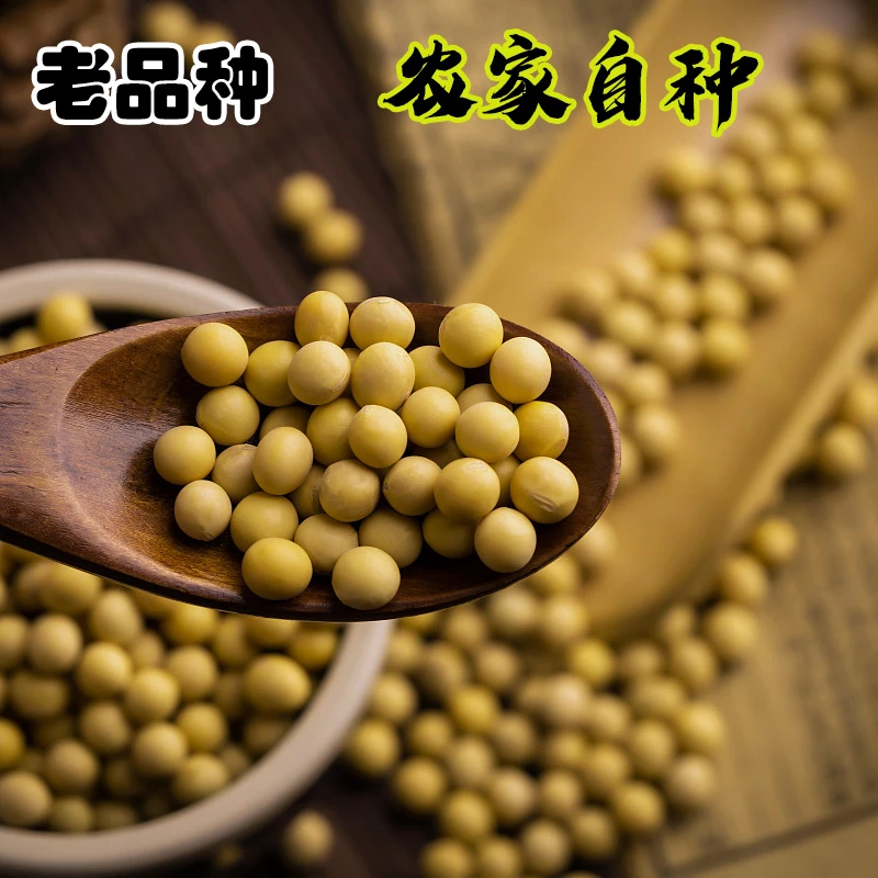 2024贵州高山黄豆农家自种生态种植非转基因五谷杂粮老品种黄豆