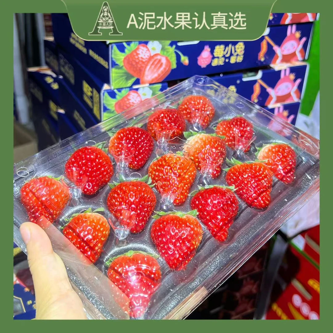 莓小兔丹东草莓300g/600g当季新鲜草莓【坏果包赔+顺丰快递】