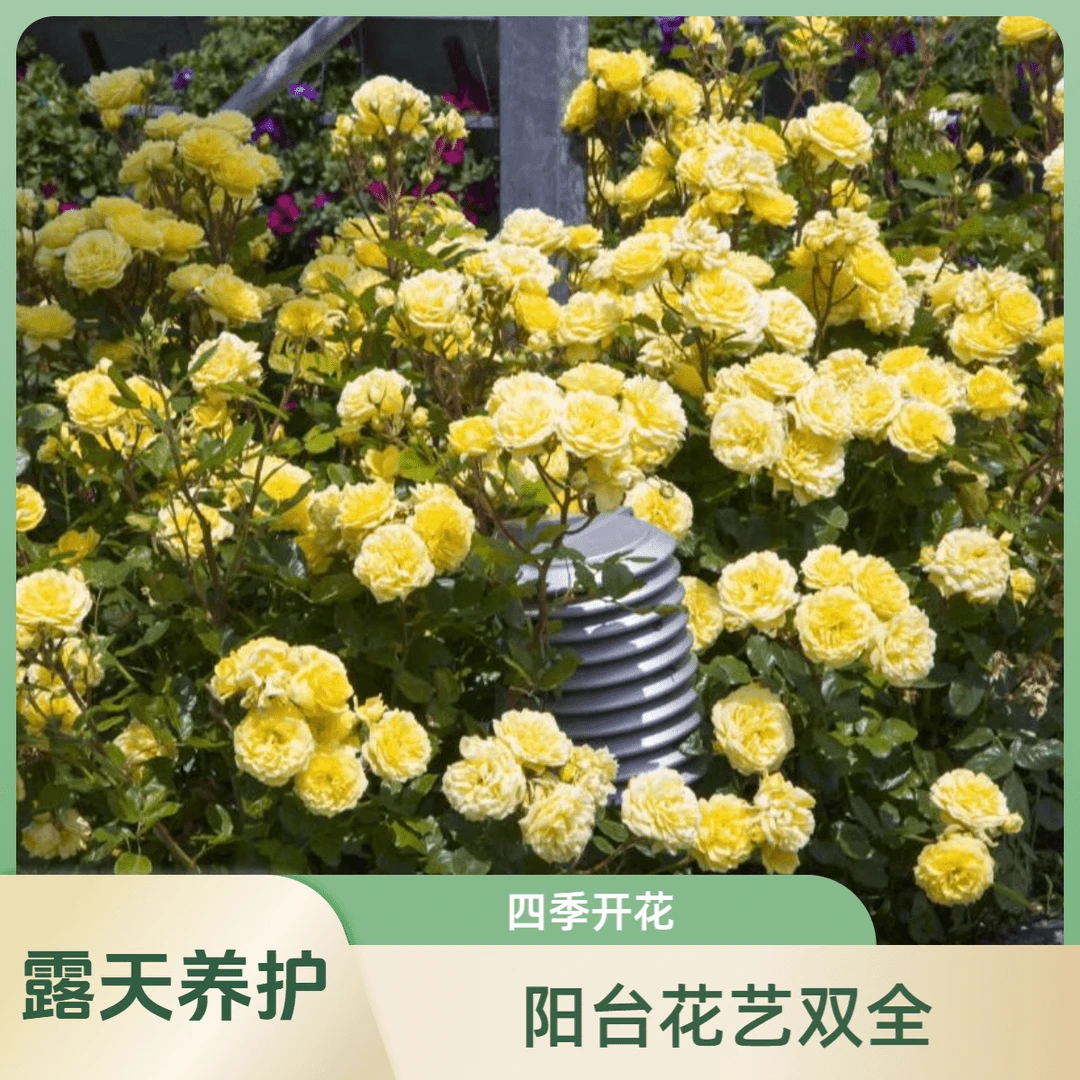 【黄爱玫】1.5加仑露天养殖2-3年大花浓香黄色栽月季苗四季开花阳台