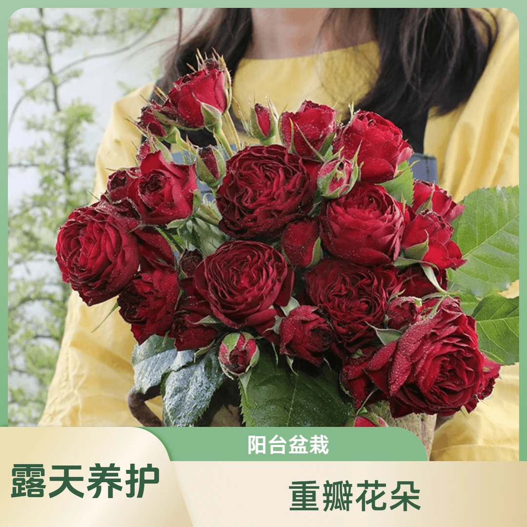 【红蕾丝】1.5加仑2-3年露天养护清香多季耐晒阳台盆栽月季夏季阳台