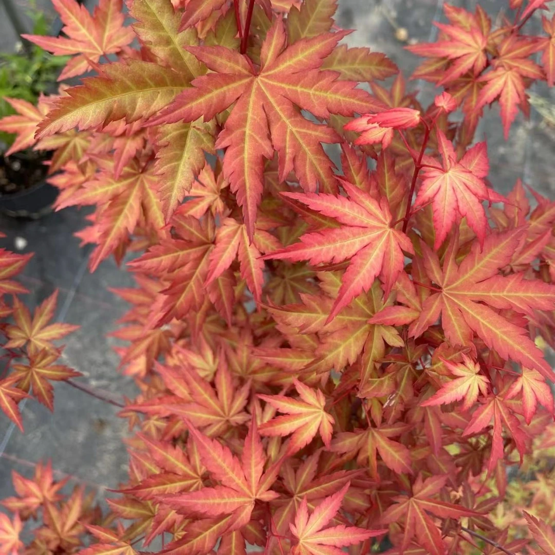 【红酒】枫树岭花园阳台园林盆栽