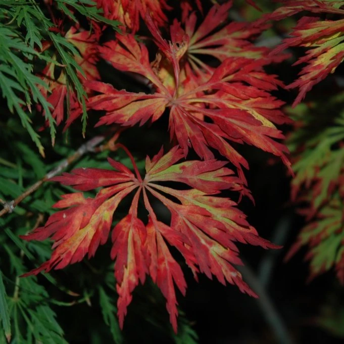 【俄勒冈之翅】枫树岭花园阳台园林盆栽