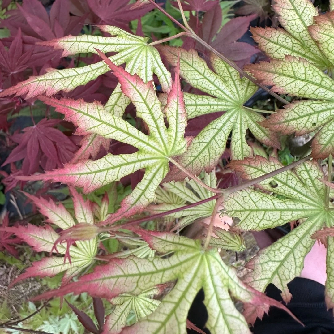 【菲尔斯特精灵】枫树岭花园阳台园林盆栽