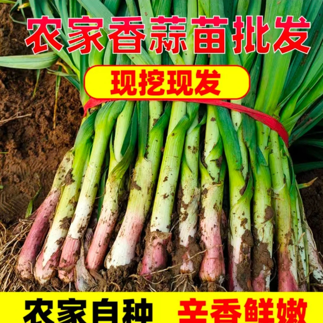 河南农家自种新鲜红根蒜苗现挖现发3斤5斤10斤