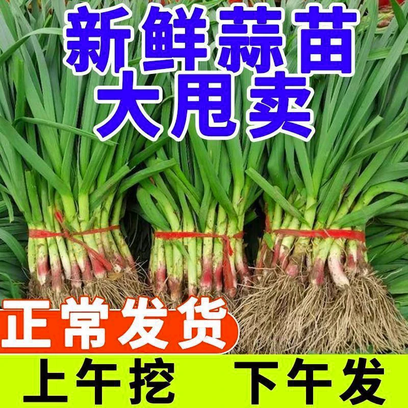 江苏丰县新鲜红头蒜苗农家自种现挖现发嫩货正常大甩卖新鲜蒜苗