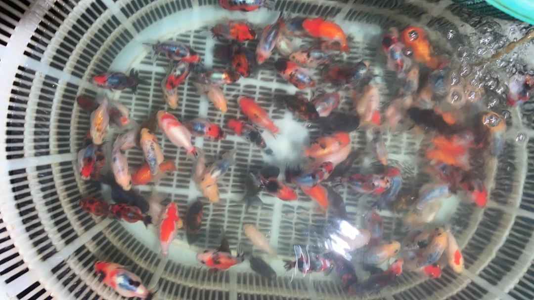 9-11cm兰寿 金鱼2只广温鱼顺丰包邮