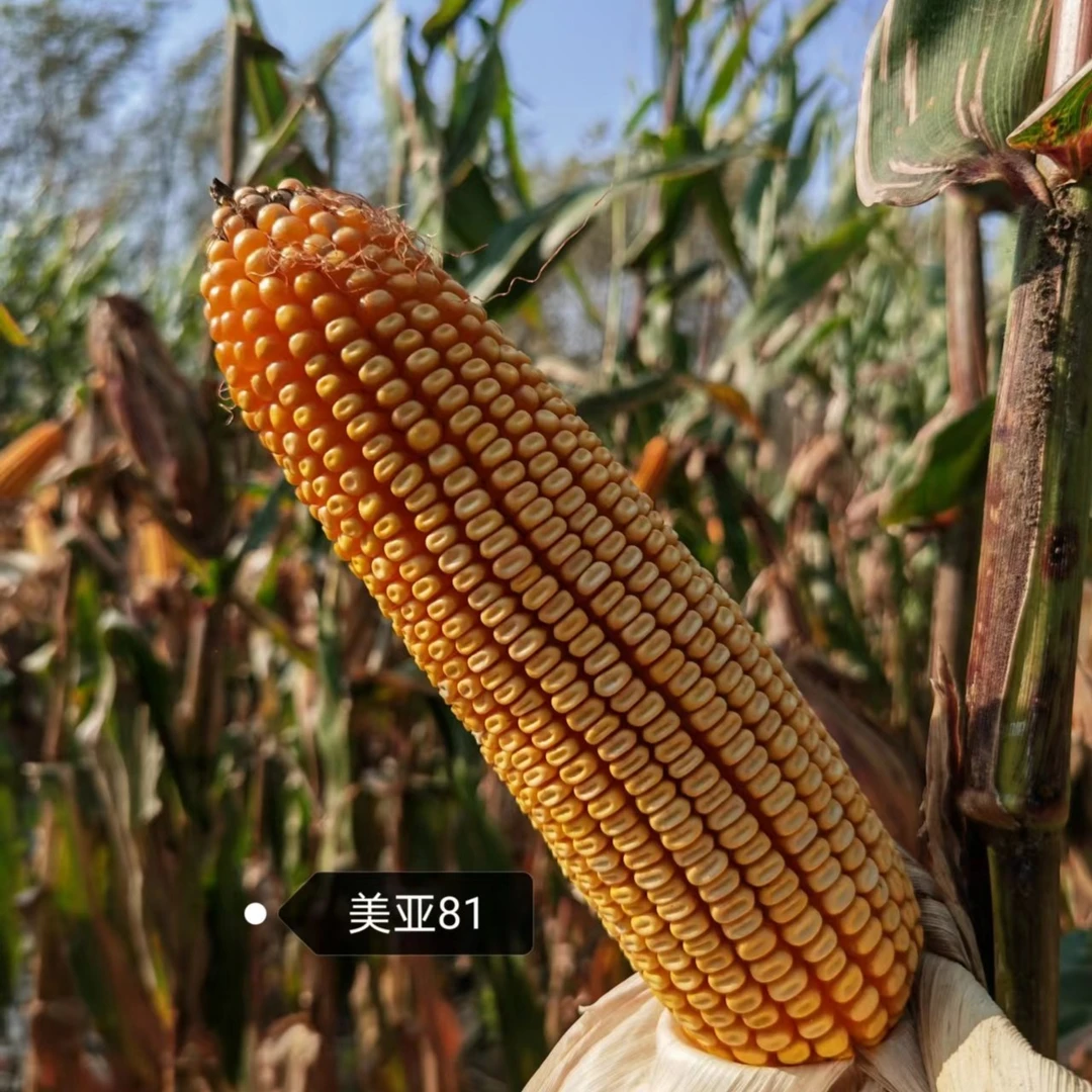 美亚81玉米种子，积温2650-2750，棒粗粒深紫杆紫叶