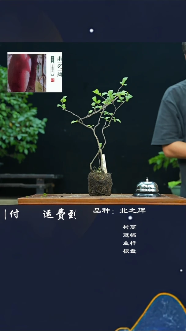 【闪购商品】23北之辉