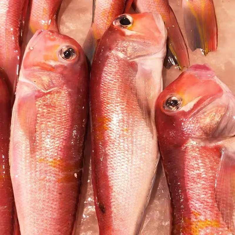 东海特色【斧头鱼】深海新鲜大红马头鱼方头鱼冷链美味鲜美红烧