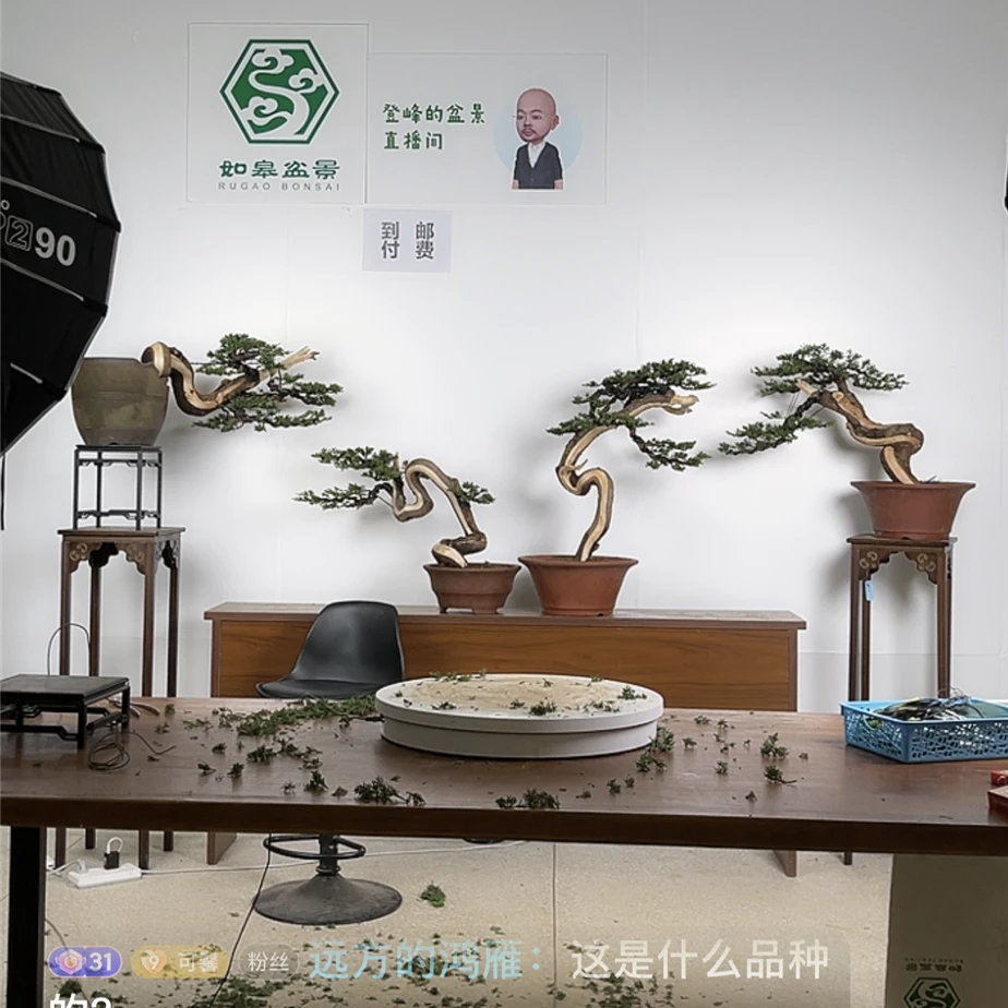 付米链接，主播经营以：盆景技能技艺，盆景养护，庭院小品，庭院设计