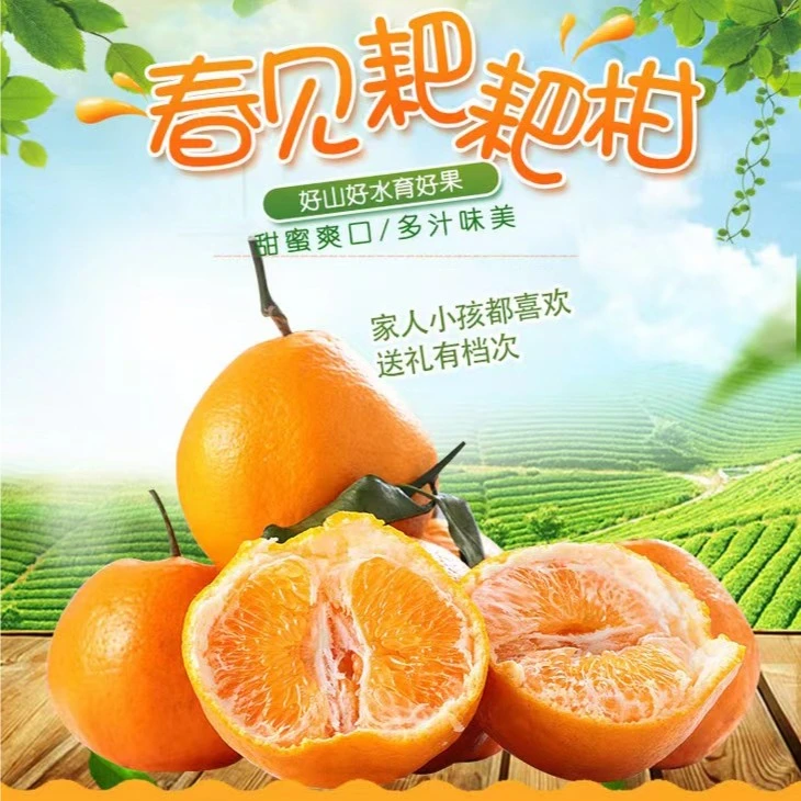 正宗四川春见耙耙柑当季新鲜橘子4.5-8斤现摘爆汁香甜皮薄