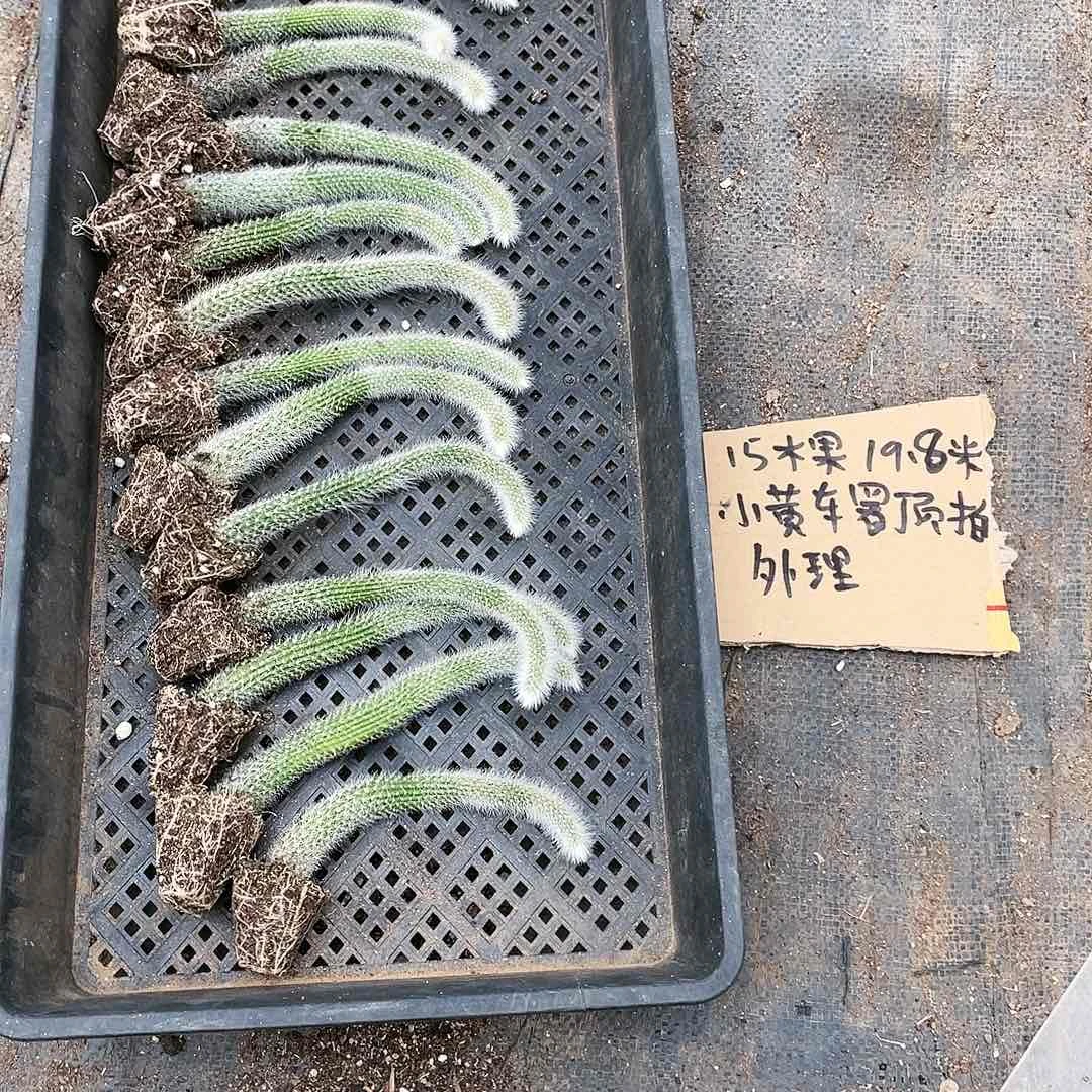 九尾狐处理不包售后不介意的拍15