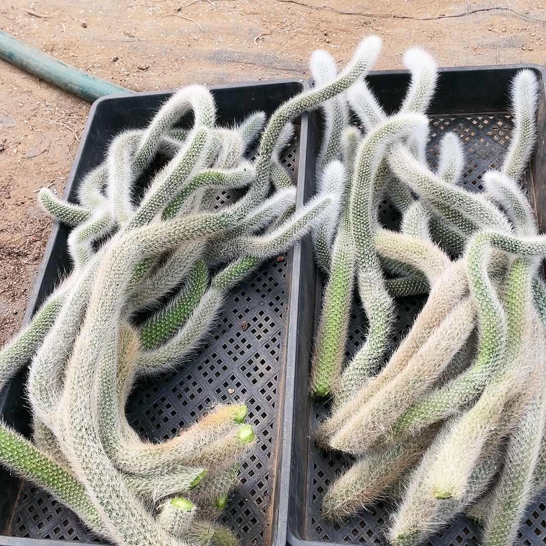 九尾狐枝条处理不包售后好养的