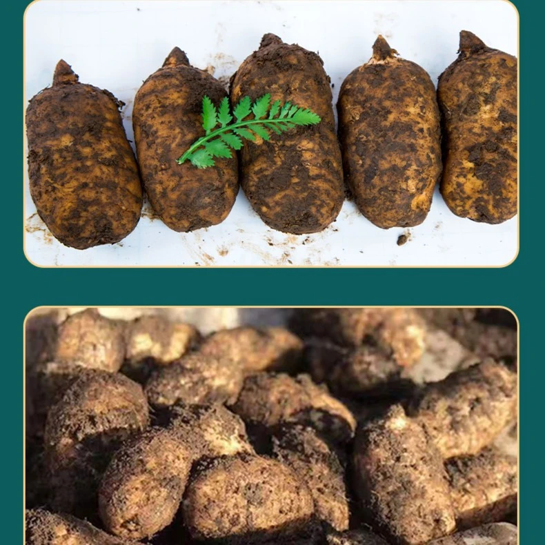 新鲜天麻贵州深山现挖天麻生鲜天麻 3~5斤