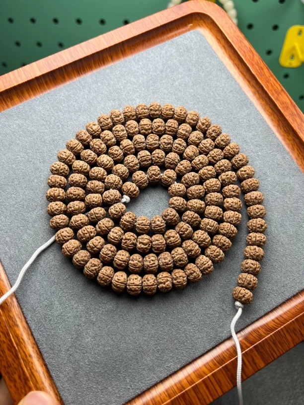 小金刚 老树红皮树王 飞碟桩 高密铁籽